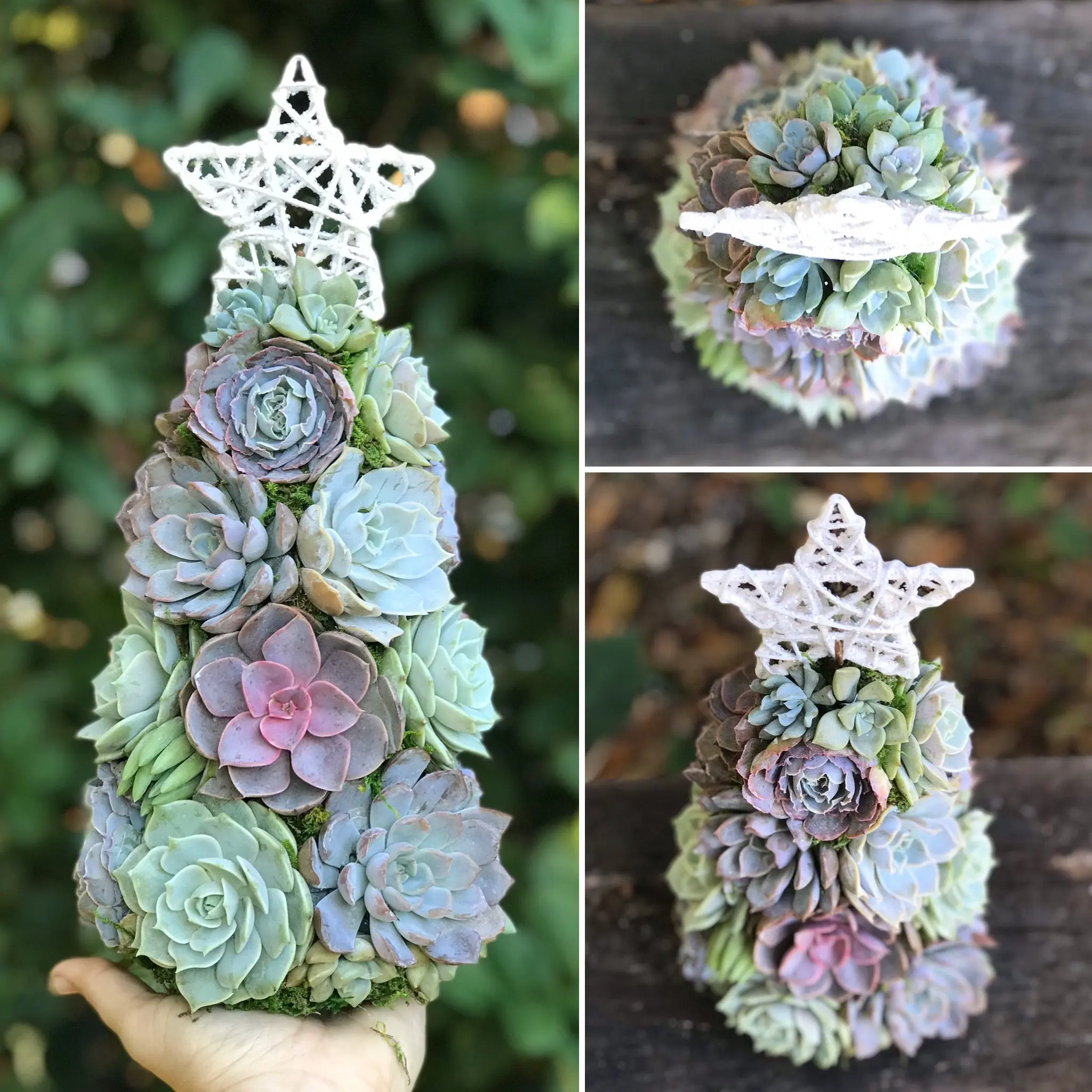13" Aurora Succulent Tree (Succulent Christmas Tree)