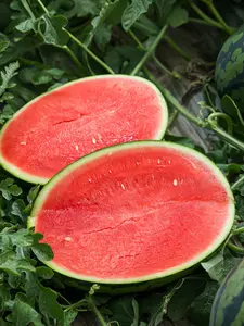 Easy-to-Grow Seedless Watermelon Seeds – High Yield, Perfect for Lazy Gardeners