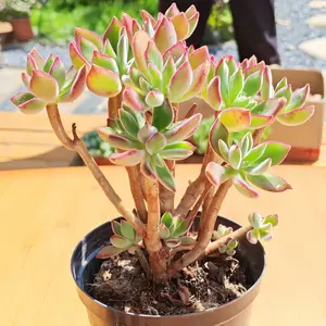 4 Pack 2inch Echeveria Pulv-Oliver Succulents Live Plants, Rare Fuzzy Red Edge Succulent, Easy Care Indoor House Plants for Home Office Desk Decor, Beginner Friendly