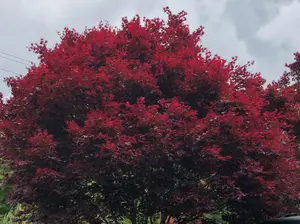 Acer palmatum 'Moonfire' Red Japanese Maple