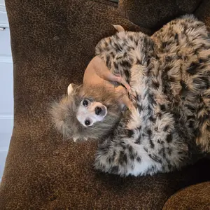 Lion Design Pet Hat, 1 Count Cute Animal Design Pet Headband, Pet Accessories For Cats