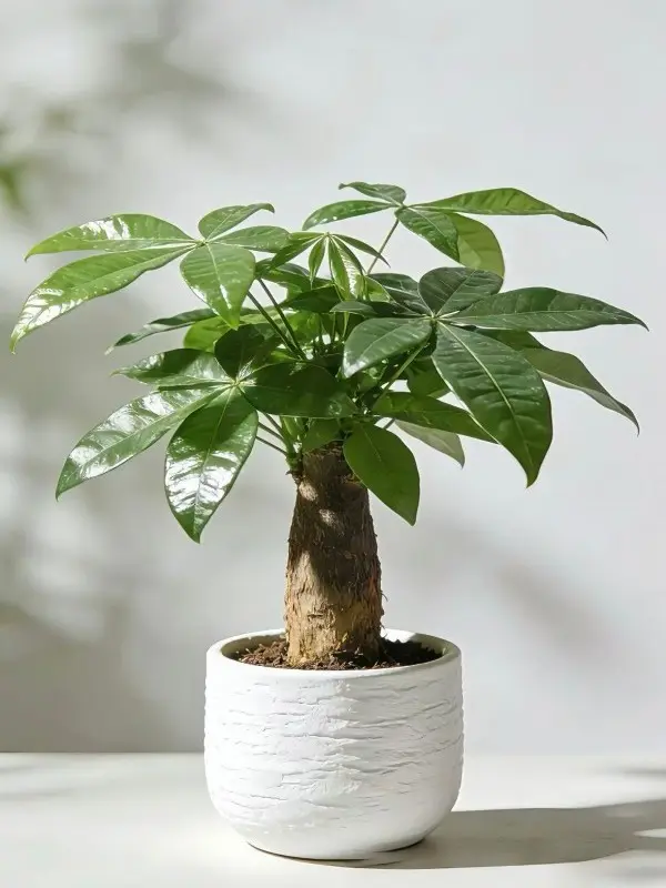 Money Tree Plant, 8 in Easy Care Low Light Indoor Houseplant (Pachira Aquatica) for Home Office Desk Decor