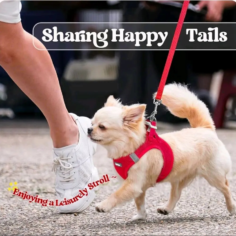 PetSafe Solid Red Suede Basic Halter Dog Harness & Leash Set, Comfortable Design, Adjustable for Medium Dogs, Ideal for Daily Walks (Leash Attachment Included), Harness With Leash Basic Halter Harnesses