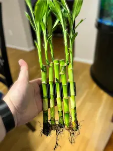 Poth-O-Carry® Grove Rail Edition: Bamboo wall for the rim of your aquarium