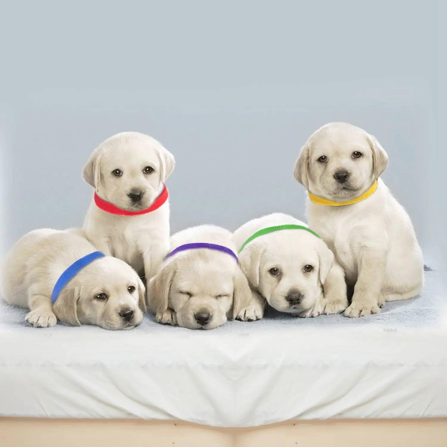 Whelping Puppy ID Collars, Polyester Fabric Lightweight & Adjustable Assorted Bands, 12 Bright Colors for Easy Spotting of Newborn Puppies