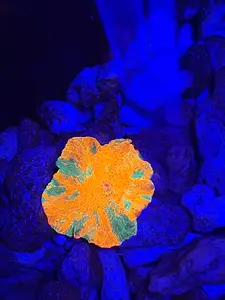 Candy Crush Jawbreaker