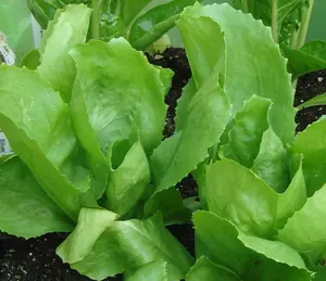 Escarole (Endive)- Batavian Full Heart Lettuce - 500+ seeds