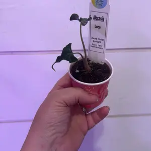 Alocasia loco Alocasia loco
