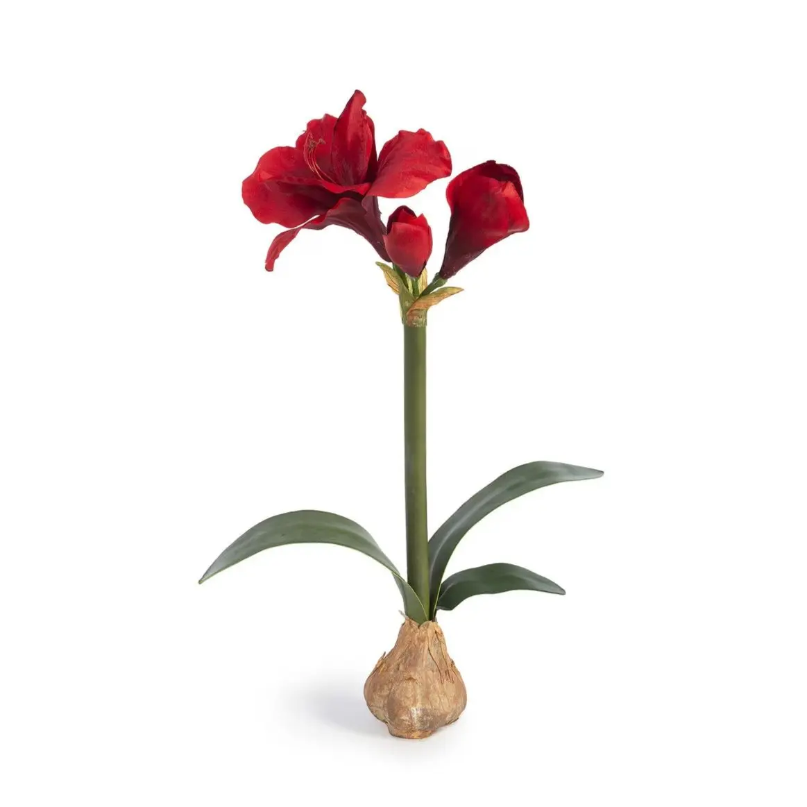 Red Amaryllis Bulb