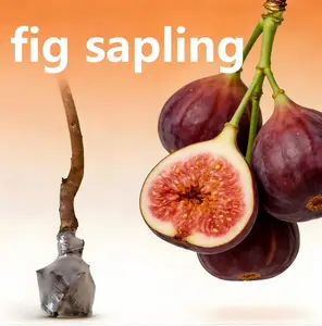 Live Grafted Fig Tree Seedling Sweet Delicious Fig Fruit Plant Fast Growing Heavy Fruit Bearing High Yield Strong Root System High Survival Rate Easy To Grow For Home Garden Outdoor Yard Balcony Orchard Dwarf Fruit Tree Perfect For Container Planting