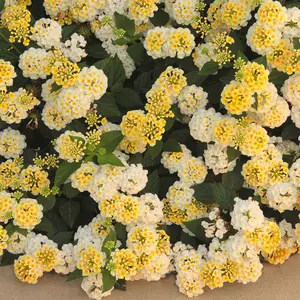 Lantana camara Shamrock™Lemon Glow - 4" Pot, SPRING PREORDER