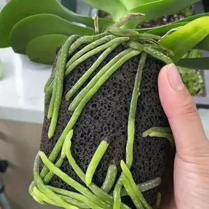 Dendrobium special soil, plant seedling block, anti-rotten root and breathable planting material, orchid and dendrobium pot changing, orchid mixed planting material, Potting Soil Substrate