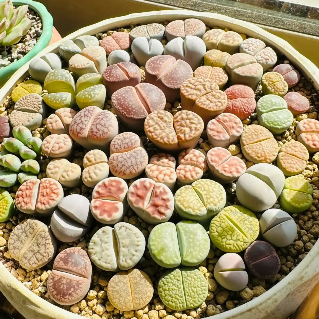 Lithops Living Stone Succulent  10pc（0.6-0.8）– Rare Cute Pebble Plant for Home Decor | Real Plant, Easy Care, Low Maintenance, Indoor Garden Gifta