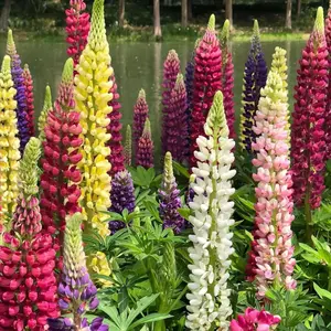 200 Pcs Lupine Flower Seeds – Colorful Perennial Blooms for Borders and Pollinator Gardens, Non-GMO and Easy to Grow