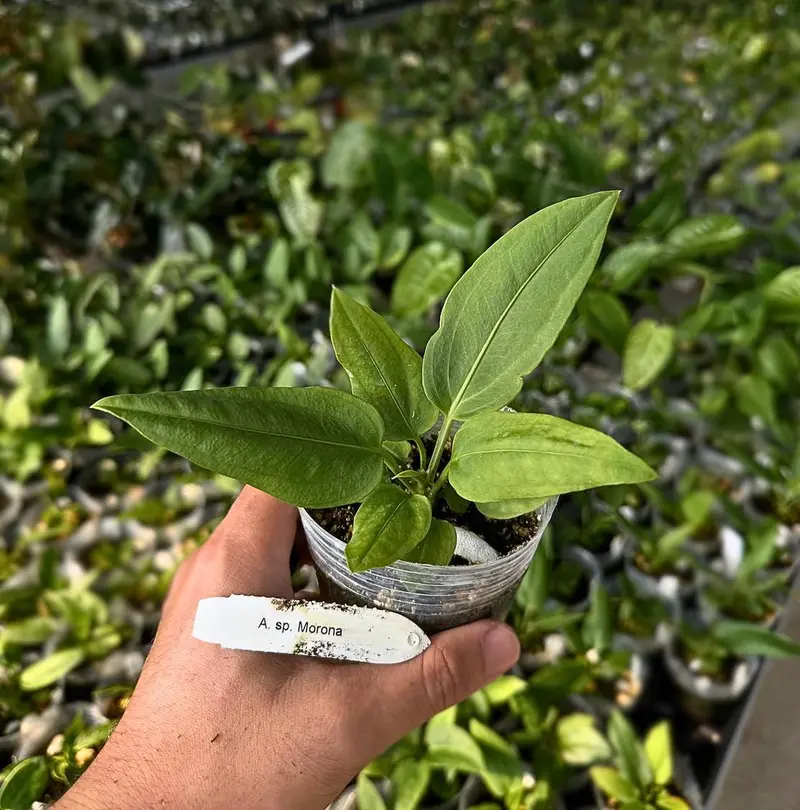 red anthurium crystallinum - TikTok Shop