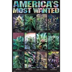 America's Most Wanted Poster