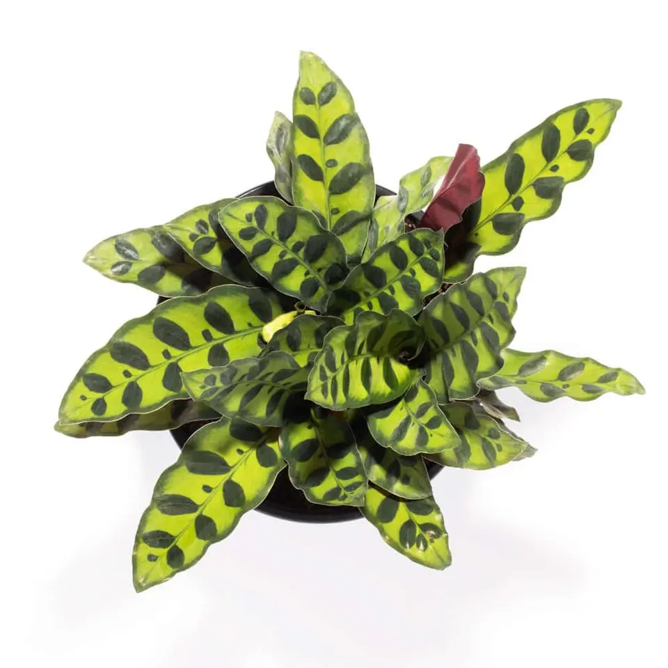 Calathea Rattlesnake Prayer Plant