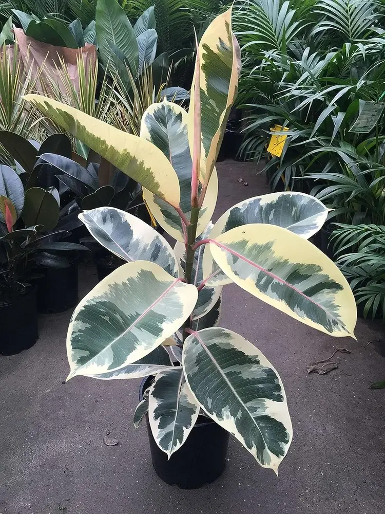 Ficus Tineke Potted Live Plant 8in - Variegated Rubber Tree - Camouflage Foliage - Cream, Pink, & Green, Bright Colors - Easy Care Houseplant - Tropical Gift - Unique Indoor Tree - Glossy Texture - Robust Greenery - Statement Plant - Ficus Elastica