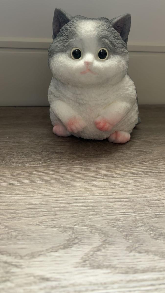 Item: A American Shorthair