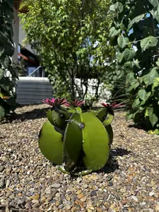 Decorative Metal Bisnaga Cactus with Tunas - Garden Art