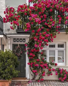 (Buy 1 Get 1 Free)300+ Mixed Climbing Rose Seeds - Non-GMO Colorful Rose Vines for Fences, Trellises, Arbors, and Vertical Garden Walls