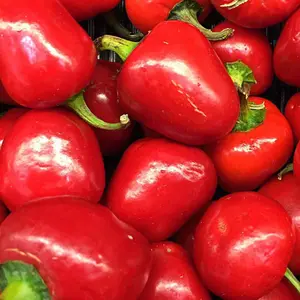 Heirloom Pimento Sweet Pepper Seeds - Organic and Regenerative Gardening Seeds