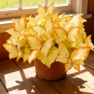 Butterfly Leaf Hosta Seeds-Unique VariegatedFoliage Resembling Butterfly Wings-Shade-LovingPerennial for Garden Borders & Landscaping