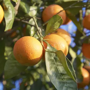 50+ Fast-growing Blood Orange Tree Heirloom Seeds - Rich in Vitamin C, Juicy, Non-gmo - Perfect for Containers, Patio, Indoor, and Outdoor Gardening
