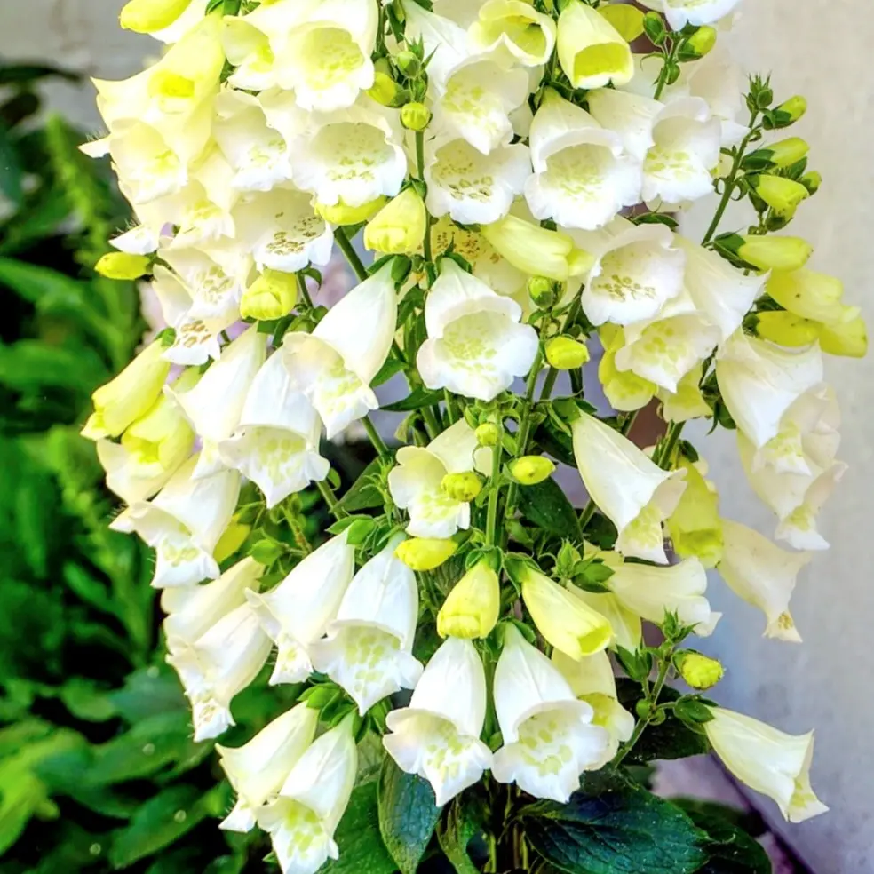 6000 Alba Foxglove Seeds Digitalis Dalmatian cream Flower Dwarf Beauty Seeds Heirloom Pure Seed Fresh Rare Shrub