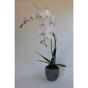Deluxe Orchid