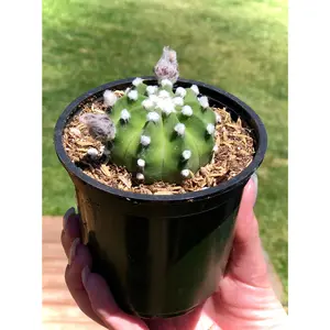 Echinopsis  Ancistrophora- Domino Cactus