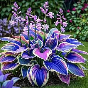 800 pcs Hosta Seeds – Reliable Shade Perennials for Yards & Flower Beds