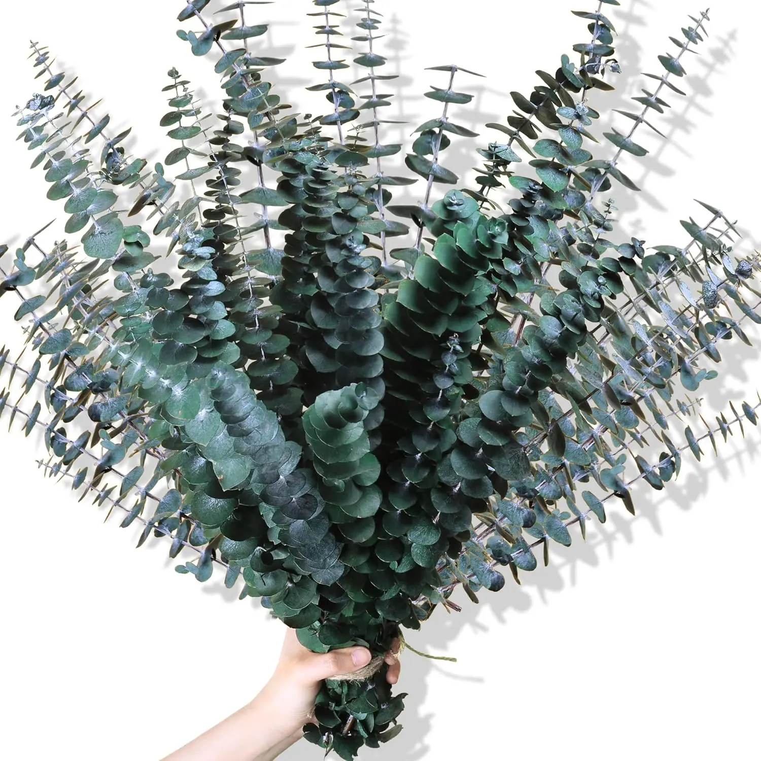 EucalyptusBundle 30Pcs Dried Eucalyptus Stems 17 Real Preserved Natural Branches for Vase Home Decor Wedding Baby Shower Bathroom Fresh Greenery holiday decor gift