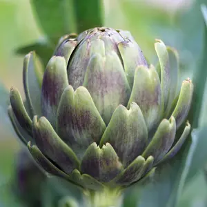 Green Globe Artichoke (Cynara cardunculus var. scolymus 'Green Globe') Organic Seeds – Heirloom Variety, Large Tender Buds, Productive Gourmet Vegetable