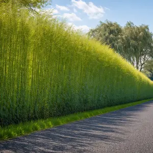 Willow Hybrid Trees for Privacy - Fast Growing Austree Willow Cuttings