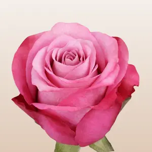 Opus Roses Pale Lavender with Rosy Guard Petals Premium Ecuador Imported 50cm Total Length 5cm Bloom Size Fresh Farm Direct Shipping