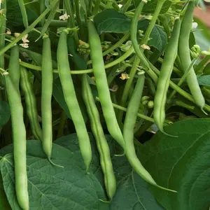 TomorrowSeeds - Burpee Stringless Green Bean Seeds -  (Bush) Early Thick Meaty Stringless Garden Vegetable Haricot Seed Non GMO 2024 Season
