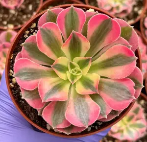 Pink Witch Aeonium Plant Succulent Pink Live Plant in 4" pot