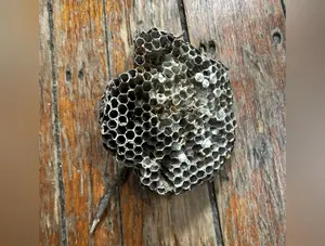 Large Wasp Nest