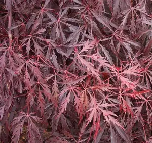 Acer palmatum 'Tamukeyama' Dwarf Japanese Maple