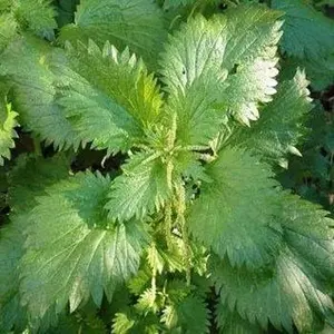 5000 Seeds Perennial Urtica Dioica Stinging Nettle Herb Garden Seeds for Planting