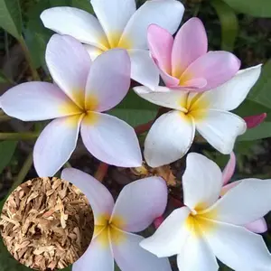 Green River 10 June White Plumeria Seeds - Flower Seed Pack, Tropical Perennial Blooms for Containers, Premium Plumeria Plants Seeds for Garden, Plant Seeds for Outdoors and Pots