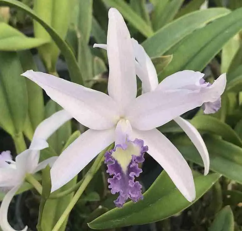 Laelia caulescens x L. anceps