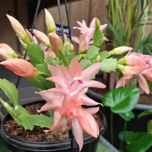 Salmon Christmas Cactus Live Plant for Planting, Holiday Cactus Flowers Crab Cactus Plant in 3 Inch Pot