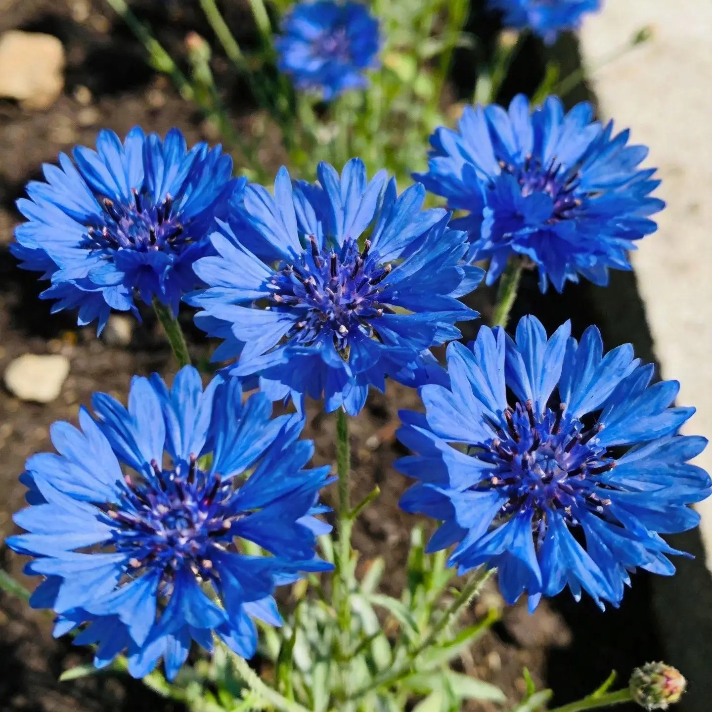 Bachelor’s Button Blue Flower Seeds - Beginner-Friendly, Dependable, Easy to Grow for Full Sun Home Gardens, Great for Filling Gaps