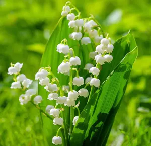 10 Lily of The Valley Bulbs for Planting, Perennial Lily Flower Bulbs, Fragrant White Blooms for Shade Gardens