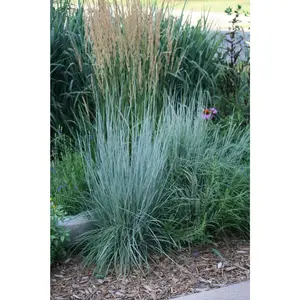 500 Small Blue Stem Grass Seeds Planting 1+ Gram Seeds Beard Grass Seeds Ornamental Groundcover Grass Landscaping