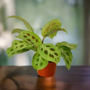 Maranta 'Leuconeura'