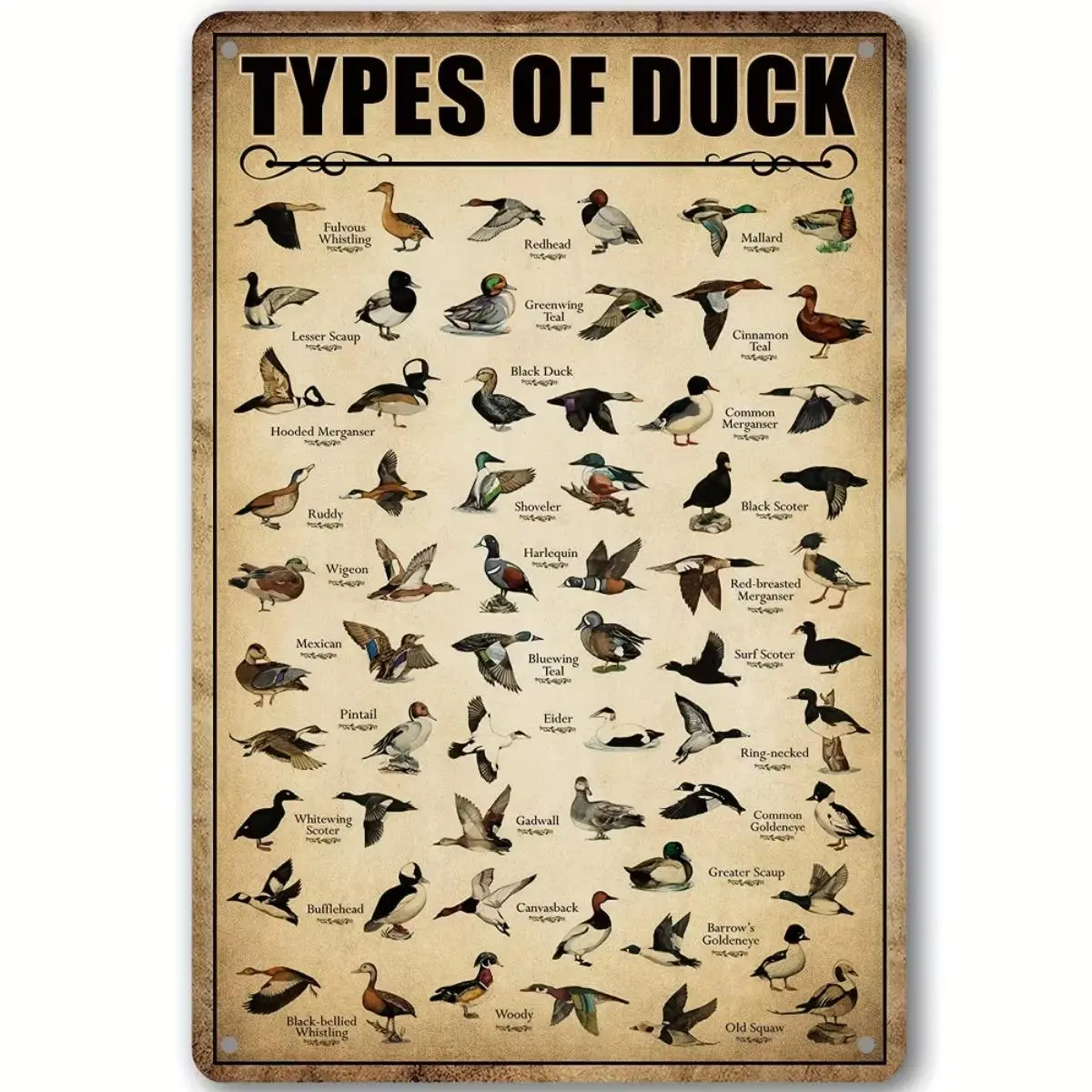 Vintage Duck Hunting Metal Sign, Duck Types Knowledgeable Poster, Ideal 8x12 Decorative Poster Unframed Wall Art for Home, Kitchen, Bathroom Decor, Art Wall Decoration, Ornaments, Decorative Artwork, Decoration Items