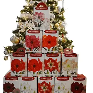 Amaryllis Hippeastrum Bulb Kit with Soil, 1 Ludwig Bulb, and Pot - Complete Set for Indoor Planting and Elegant Home Decor